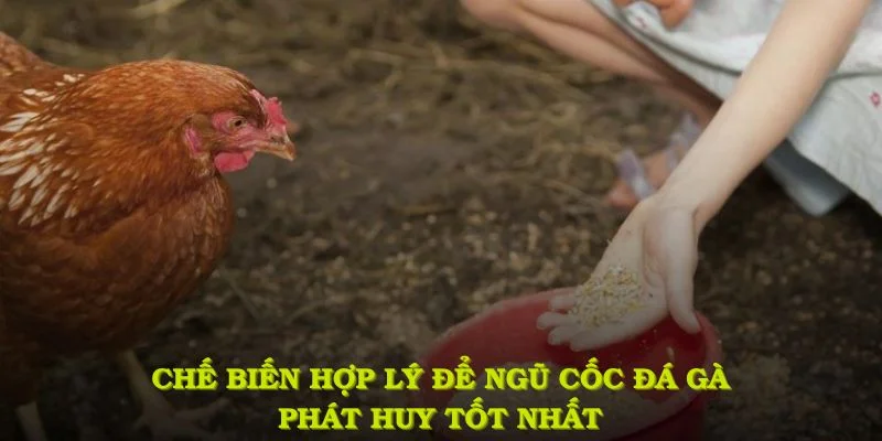 Chế biến hợp lý để ngũ cốc đá gà gồm những gì phát huy tốt nhất công dụng