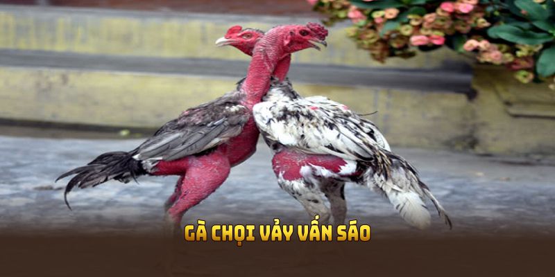 Gà chọi vảy vấn sáo