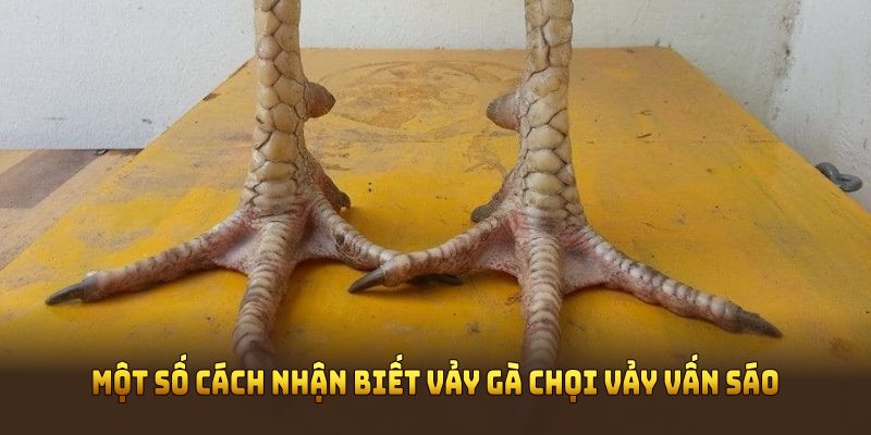 Một số cách nhận biết vảy gà chọi vảy vấn sáo cơ bản