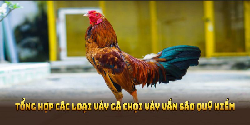 Tổng hợp các loại vảy gà chọi vảy vấn sáo quý hiếm được giới sư kê quan tâm nhất